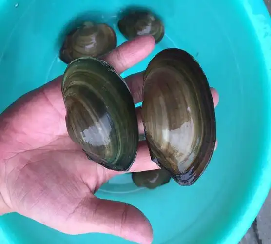 黄金河蚬溪蚬淡水小河蚌水族活体螺贝壳原生冷水水族观赏除绿水 1-2