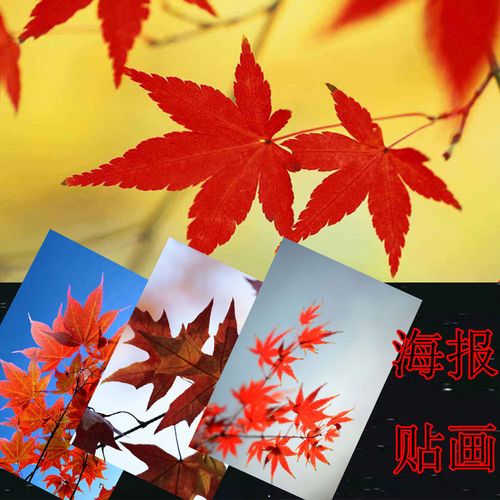 贴画图片枫叶枫树秋天红色叶片景色漂亮大幅背胶墙壁海报装饰画