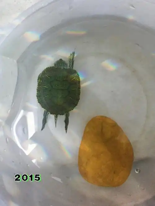 很怀念他们的童年时代,小小只整天可可爱爱的,93也没这么多.