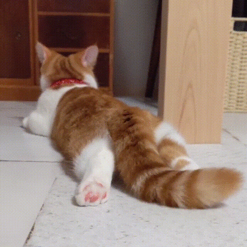 猫咪摇尾巴原来有这几种含义