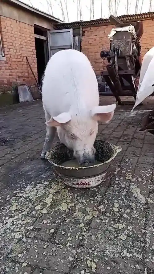 最近这只猪火了,真应了那句老话,吃饭和猪一样