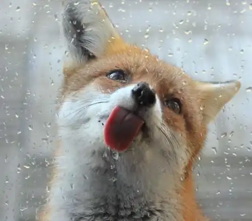 动物舔玻璃门舔屏表情包