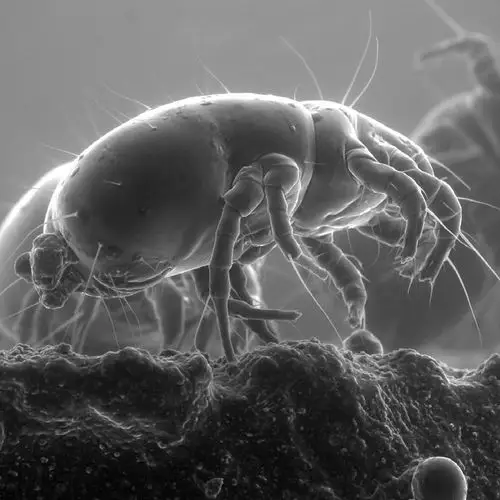 户尘螨是什么,危害及防治方法