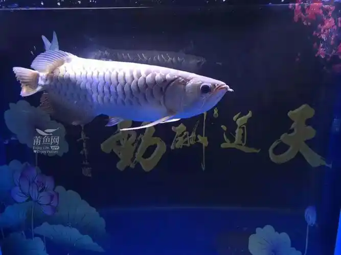 清缸出售b过金龙鱼