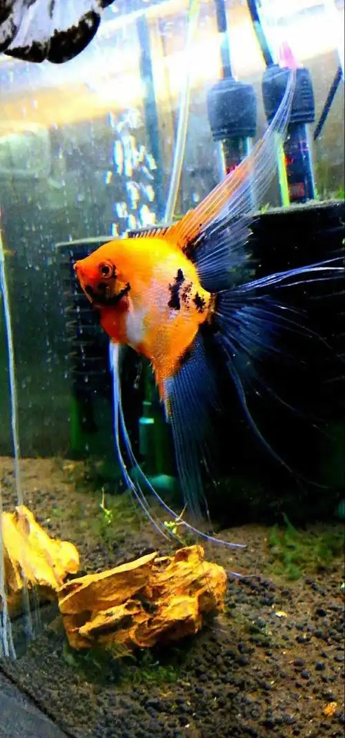 其它台湾大红袍燕鱼