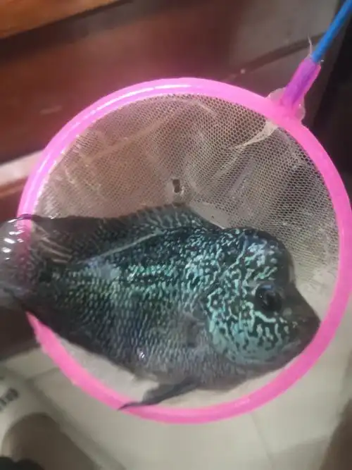 罗汉鱼起头大鱼苗