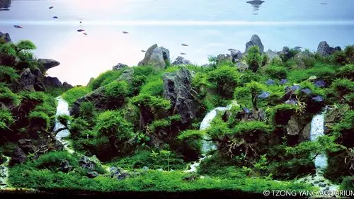 伊士达iiac2015水草造景大赛51~60造景图片欣赏--草缸网