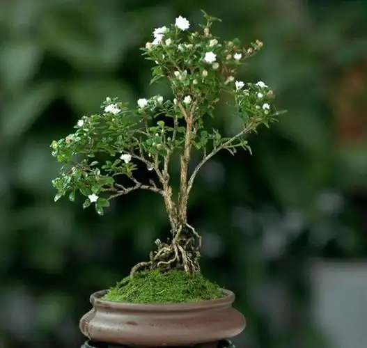 小微盆景十八学士之六月雪