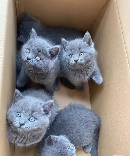 英短蓝猫