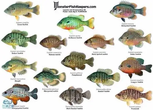 展开全部 三湖鱼吧,品种多,还皮实,什么颜色,什么模样的我都有!