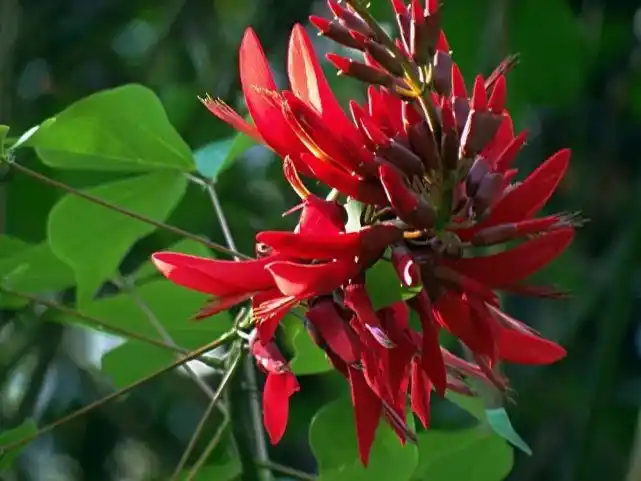 阿根廷的国花——龙牙花