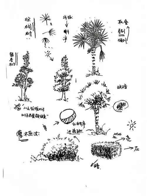 风景写生速写树的画法练习