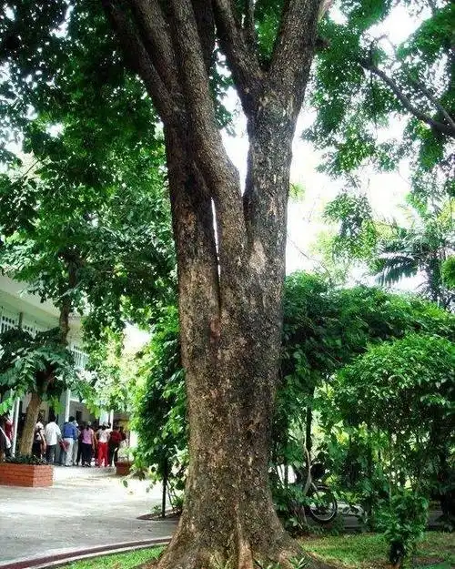 大果紫檀——珍贵的花梨木树种