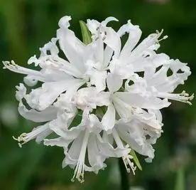 ダイヤモンドリリー(白色彼岸花)