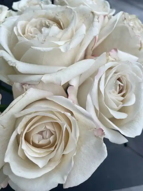 拥有一次银色衬裙玫瑰就好