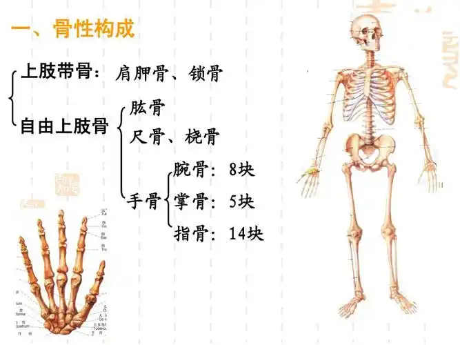 03上肢骨及其连结(陈通2009-2)ppt