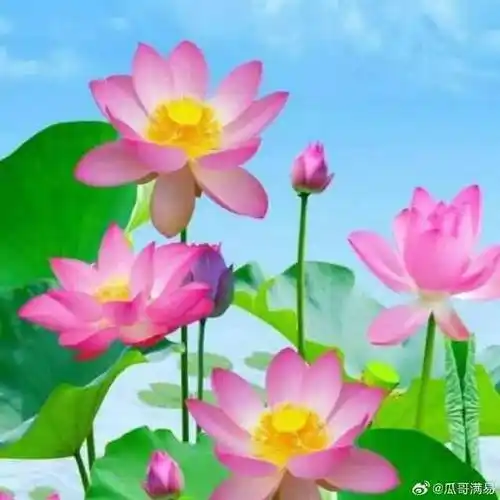 老头老太太常用微信头像