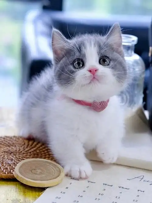 有礼貌的蓝白小宝宝