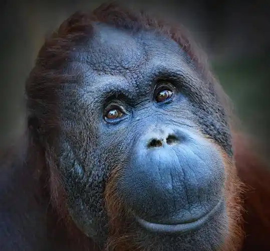 江西饲养员将猩猩当孩子养,1年后儿子遇生命危险,猩猩赶来相救_刘超