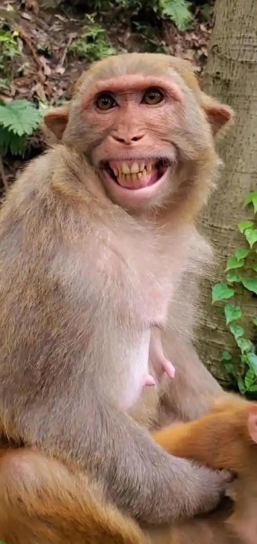 特别爱笑的小猴子,真是太听话了,超级的喜欢它