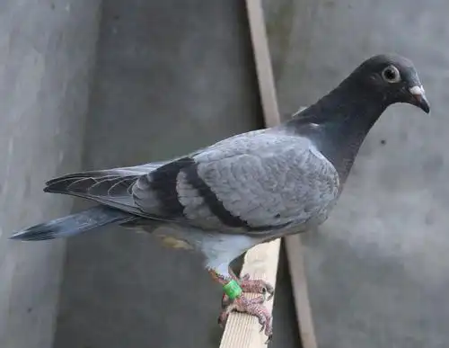 【经典慕利门】 保证金级 拍卖