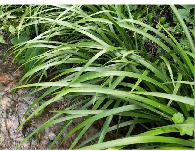 现挖带根五香草3颗苗 适合1盆种》无著【摘要 书评 在线阅读】-苏宁易