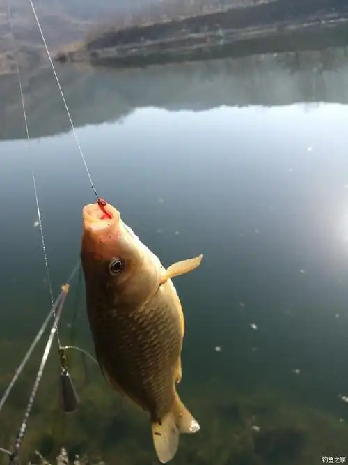 今天天气不错,出门钓鱼,一开始小阀杆上了一些小鲫鱼