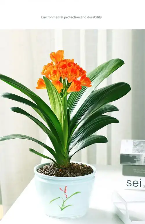 圆头君子兰盆栽带花苞四季老苗室内净化空气和尚短叶元宝花卉植物