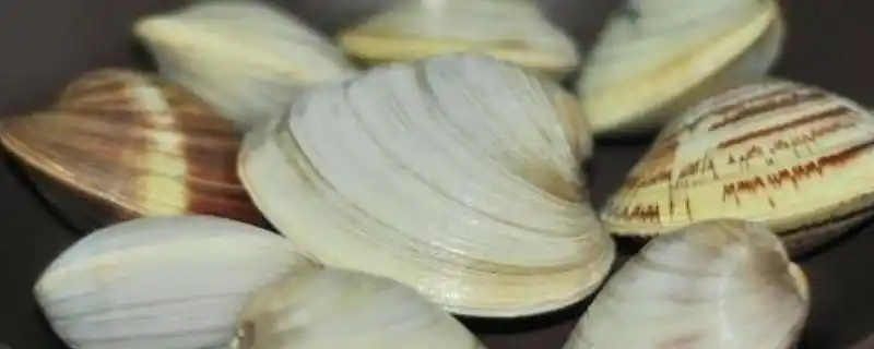 美贝怎么做好吃