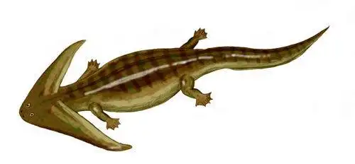 基本简介 笠头螈是生活在二叠纪中一种形状古怪的两栖动物.