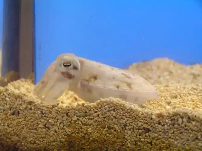 《小乌贼特写》