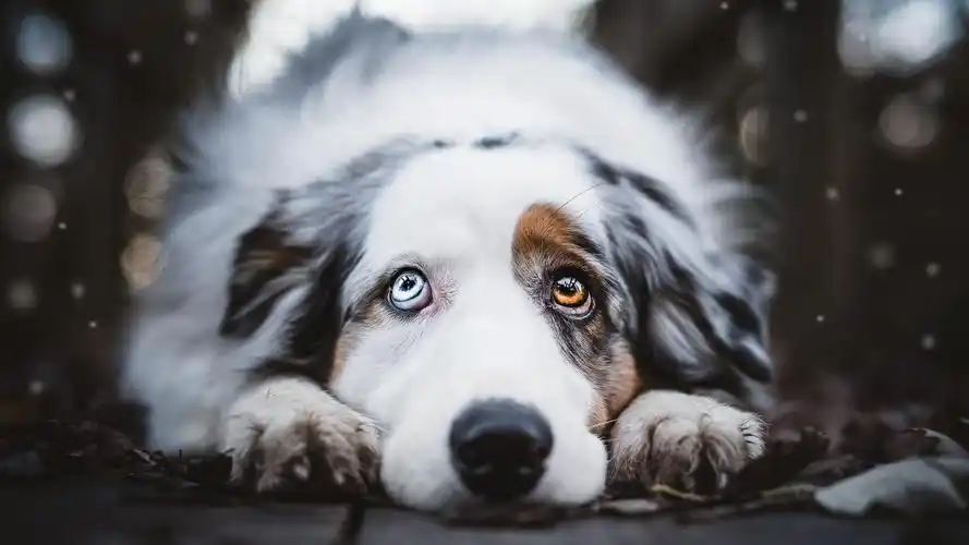 可爱狗狗清新壁纸_萌萌的个性狗狗