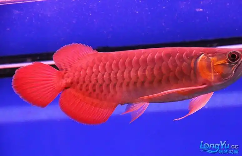 养了半年的绿皮辣椒红龙爱你的每一瞬继续更新新角度