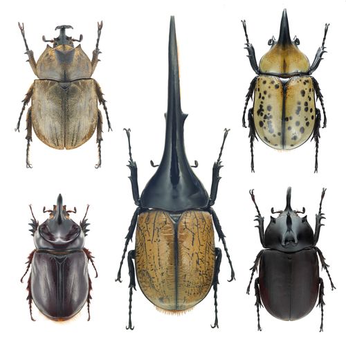 甲虫标本-特价促销-优惠券领取-价格|多少钱|什么牌子好-35优惠券网站