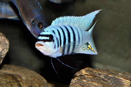 三湖慈鲷 ob松比西 大骷髅 mbj小丑 岩栖 卡塔乐小丑 特蓝斑马