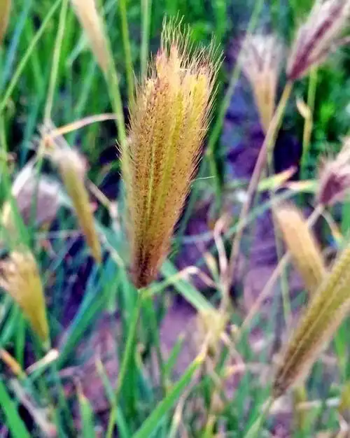 1,针茅(克氏针茅):禾本科针茅属草本植物.