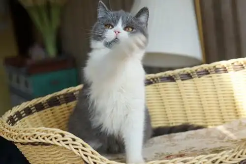 家养英短蓝白八字脸3个半月mm最后一只特价