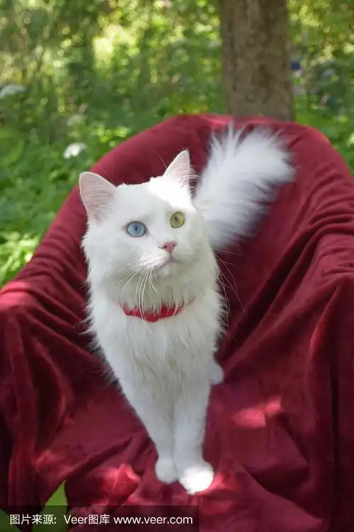 安哥拉猫在红窝上