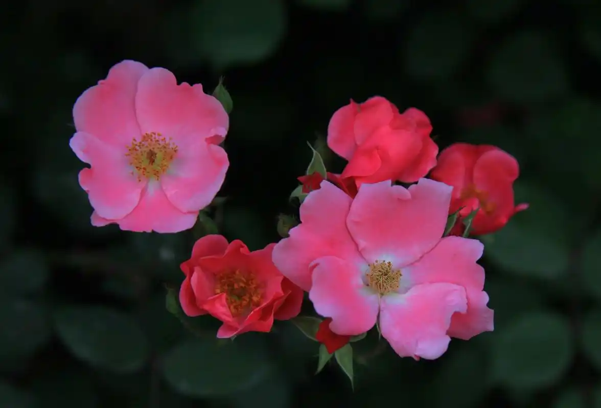 奇花初胎矞矞皇皇醉美的月季花儿最美的中国少年