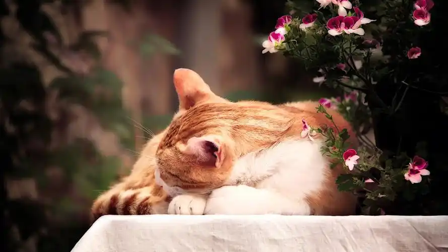 猫壁纸【296】猫壁纸图片_桌面壁纸图片_壁纸下载-元气壁纸