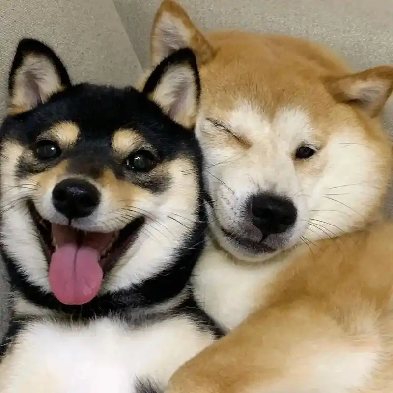 我和你才是天下第一好 萌到爆炸的可爱狗狗和猫猫图片#好朋友  - 抖音