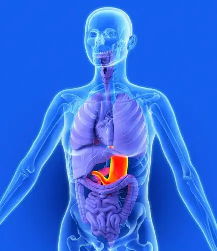 腹部,内脏,胃,动脉,静脉,无人,竖图,室内,白天,正面,数码,科技,静物