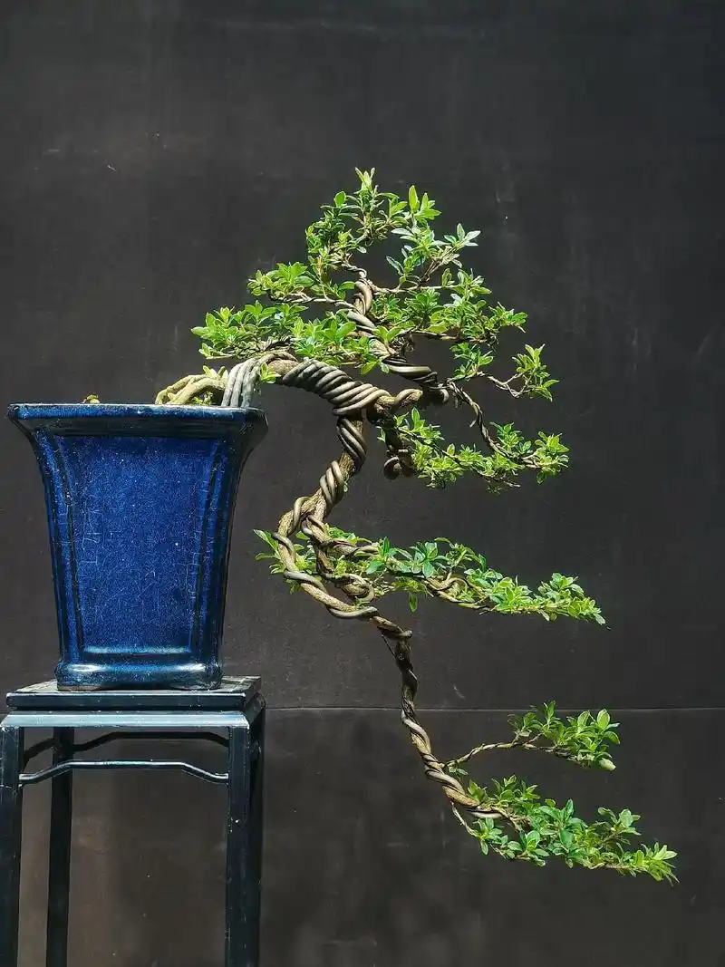 金边六月雪.#精品盆景 #造型树 #花卉绿植 - 抖音