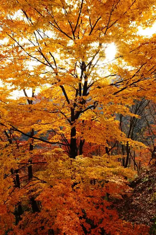 深秋,带你走进神农架的秋天.——摄于2018年10月下旬