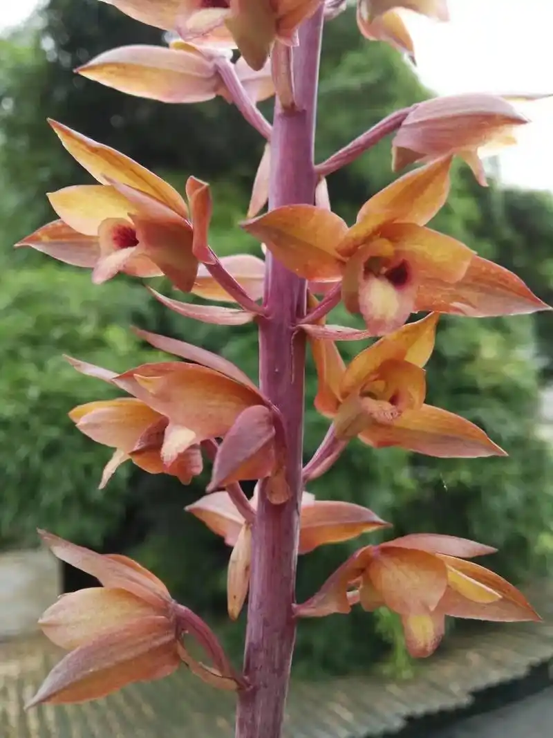 无叶美冠兰,好看的兰花一定分享给你,这种隐藏在深山里,可遇不 - 抖音