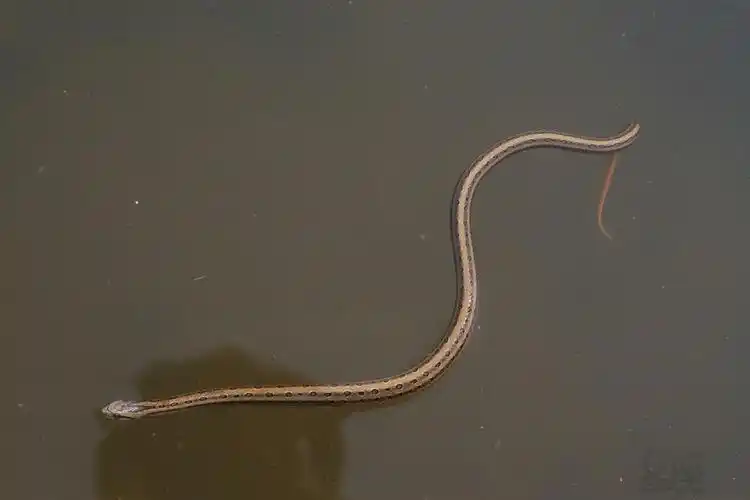 梦见水蛇周公解梦, 梦见水蛇是什么意思? - 星座网