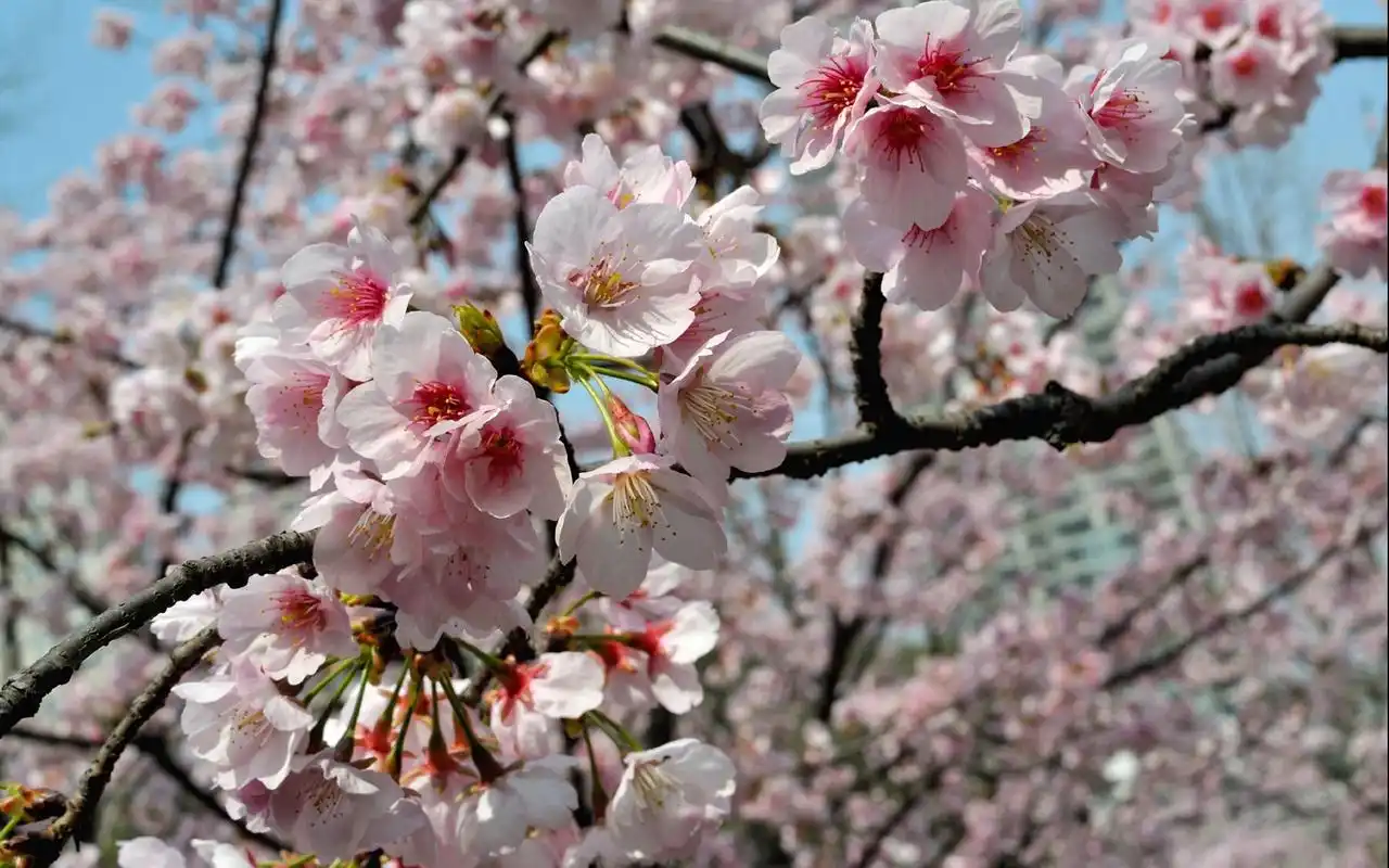 唯美粉色的樱花图片桌面壁纸下载