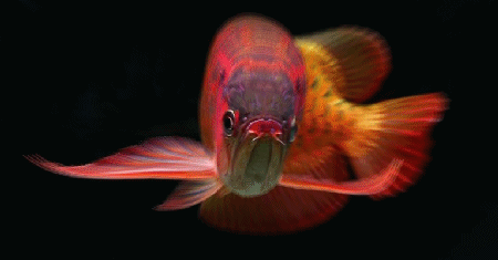 在线等,等下去花地了,(改了改了)-龙鱼天地-贼喜欢罗汉鱼-交流养罗汉