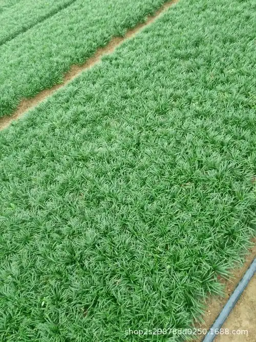 庭院植物 细叶麦冬批发 现货供应】价格_批发_厂家_参数_图片_草坪