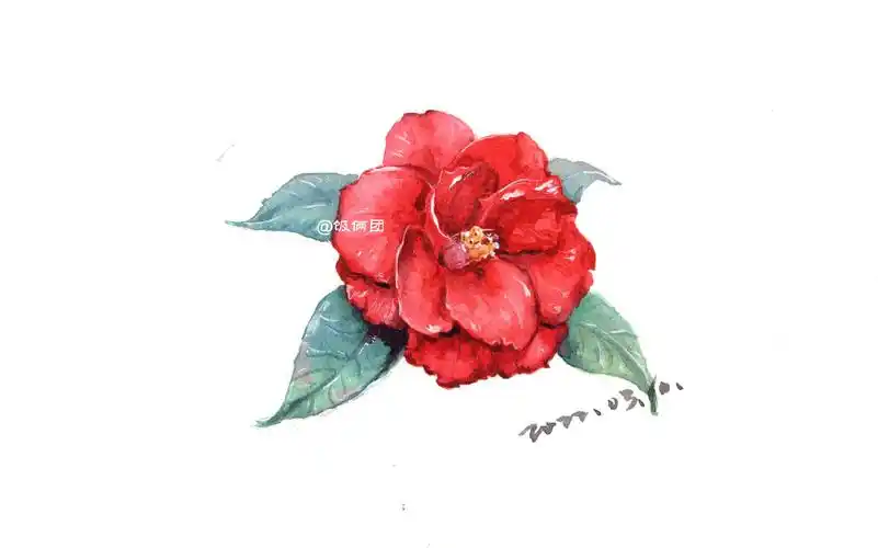手绘水彩山茶花